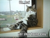 Best-LOLcats-13.jpg