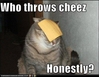 Best-LOLcats-3.jpg