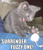 Best-LOLcats-4.jpg