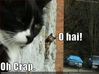 Best-LOLcats-7.jpg