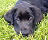 black-lab-puppy-face-thumb.jpg