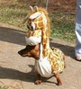 halloweenpetcostumes_29.JPG