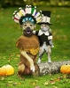 halloweenpetcostumes_30.JPG