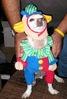 halloweenpetcostumes_33.JPG