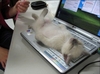 kitten_computer.jpg